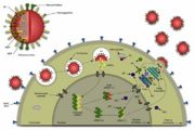 Life cycle of influenza virus