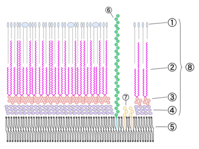 Fig. 1. Diagram of cell wall of Mycobacterium tuberculosis.