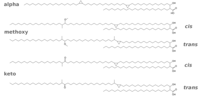 Fig. 5. Mycolic acids.