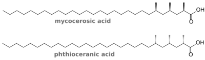 Fig. 3. Fatty acids used in DIM and DIP.