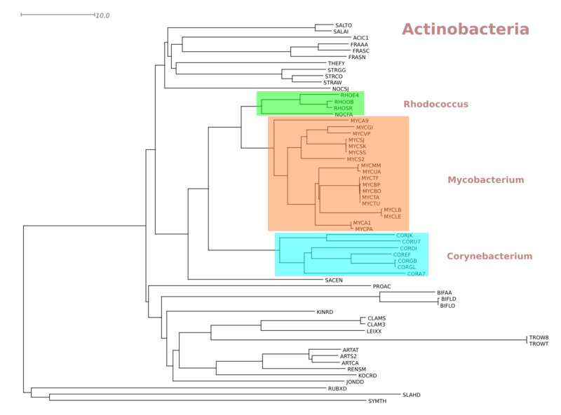 Image:PhylogramActinobacteria.png