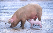 Swine influenza is endemic in pigs