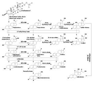 Steroidogenesis. Androstenedione is at center.