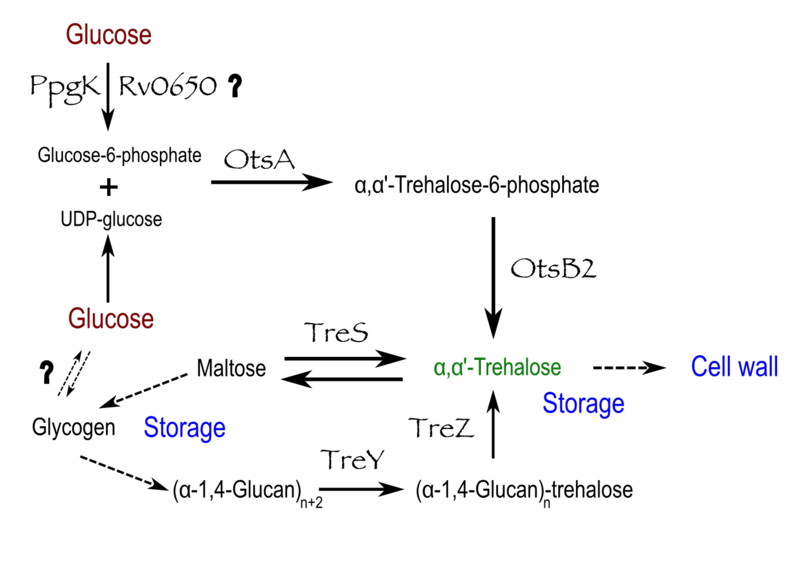 Image:Trehalose biosynthesis.png